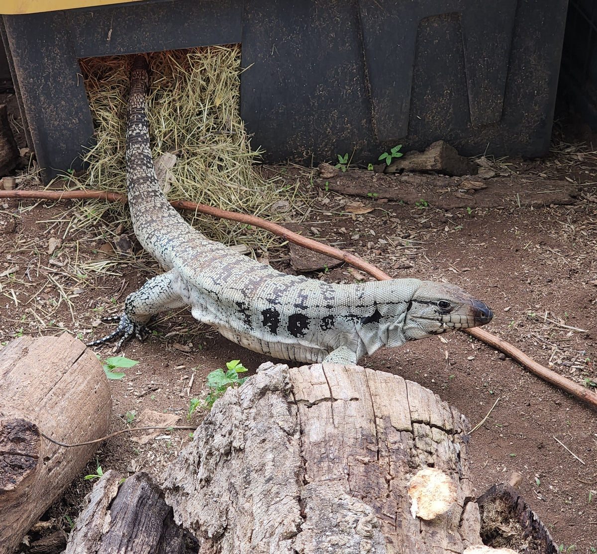 Female Tribrid Albino Tegu- Apollo x Vanessa