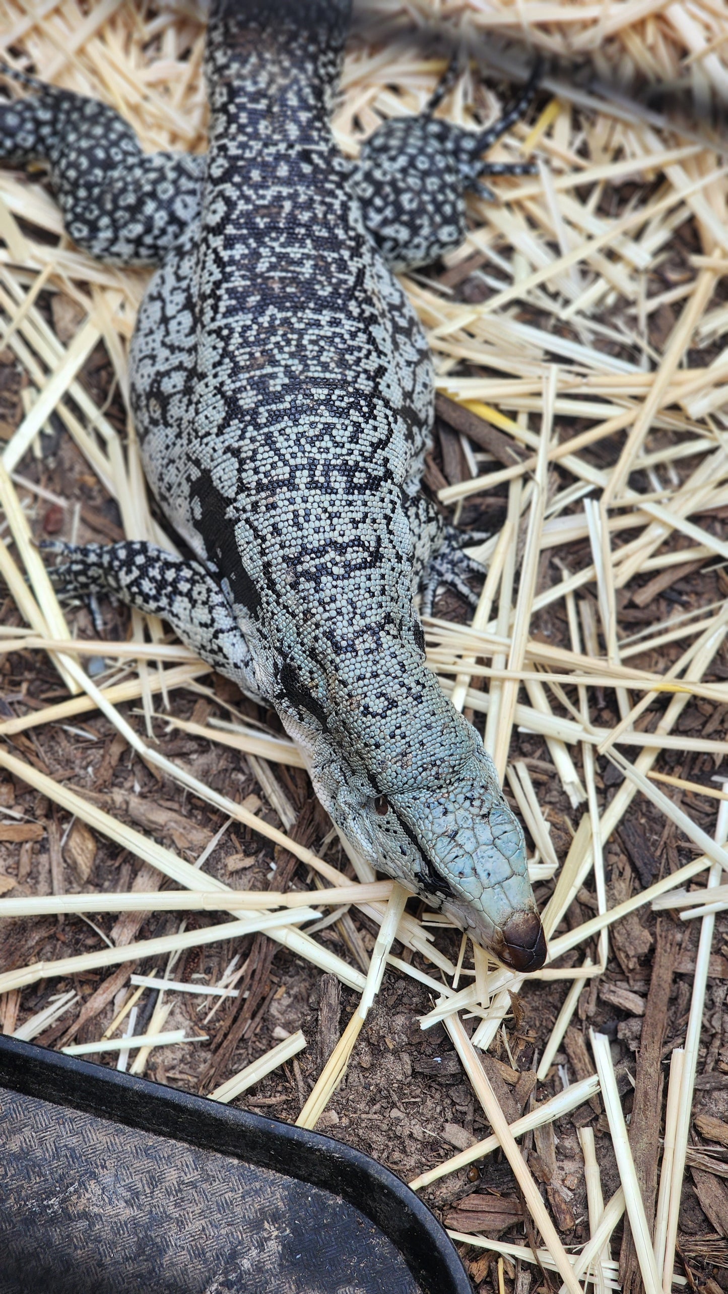 Female Blue Tegu- Genie X Skylar
