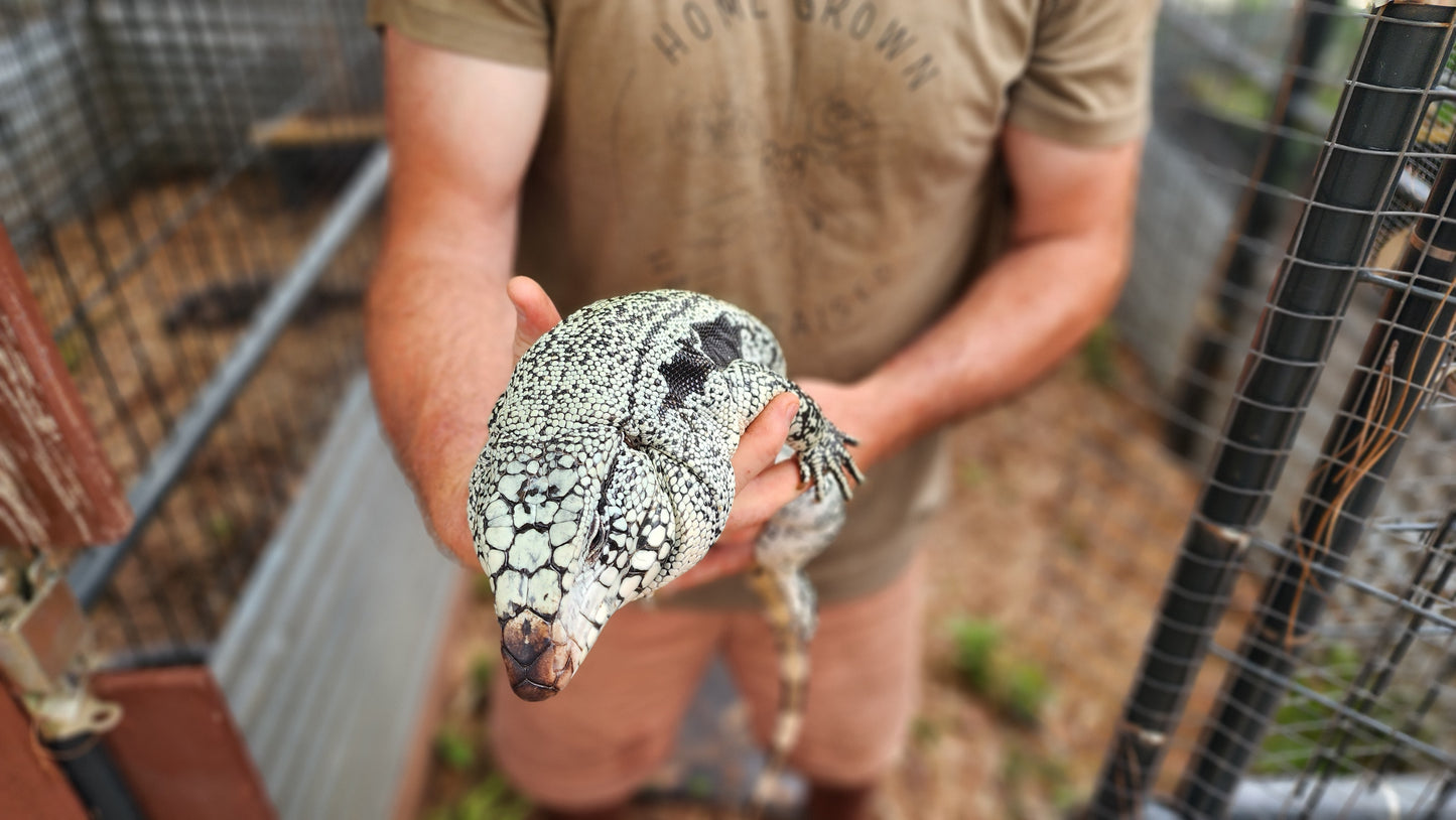 Male Blue Tegu 100% Het Albino- Tsunami x Luna