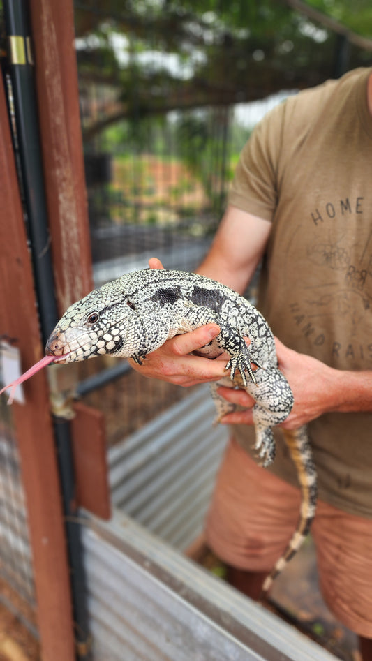 Blue Tegu Visual Albino- Tsunami x Luna