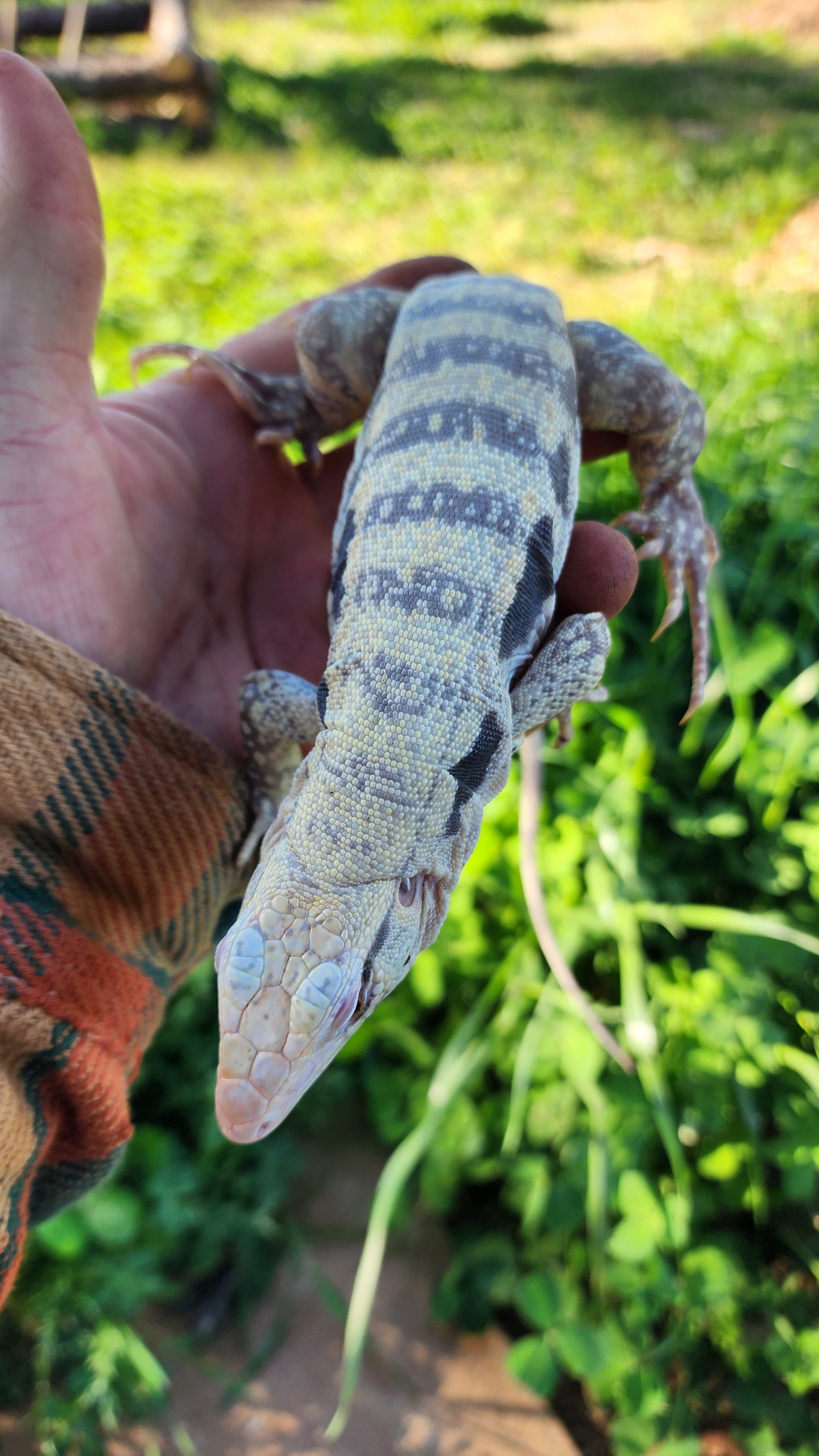 Male Blue Albino Tegu- Tsunami x Stormy