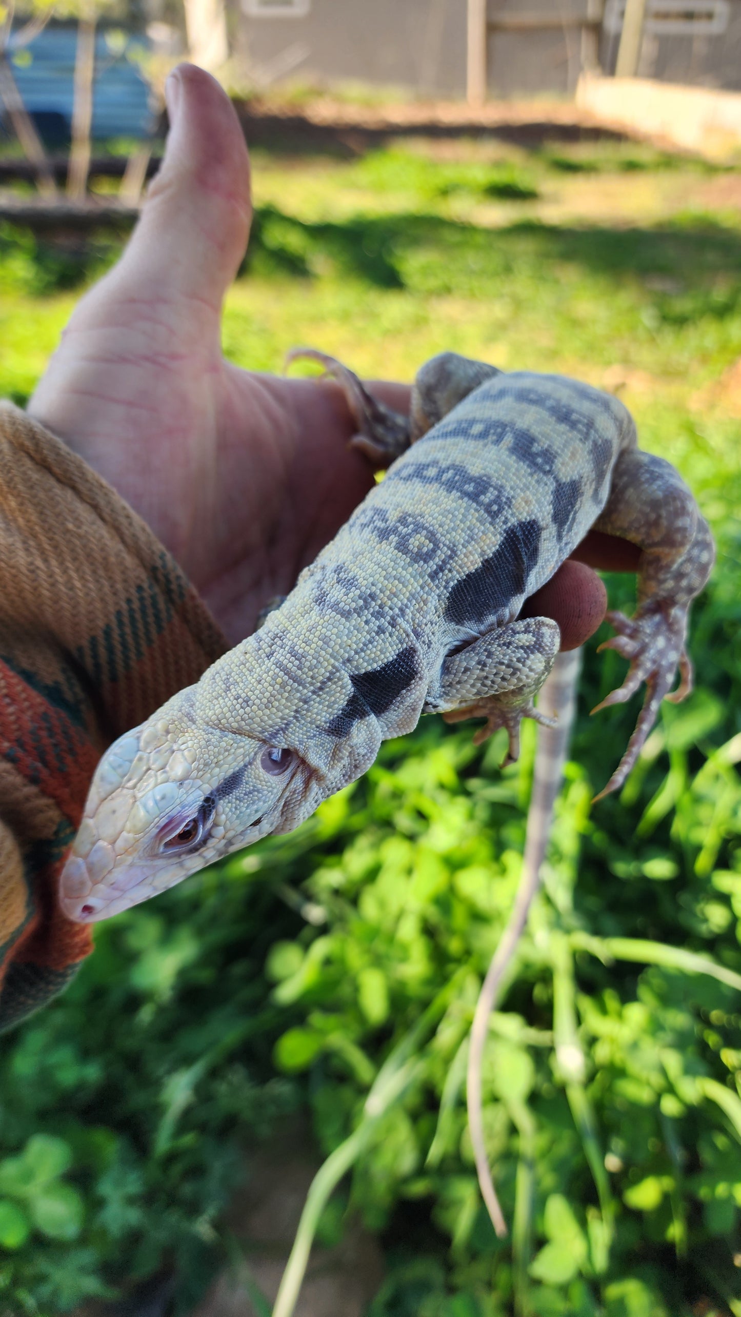 Male Blue Albino Tegu- Tsunami x Stormy