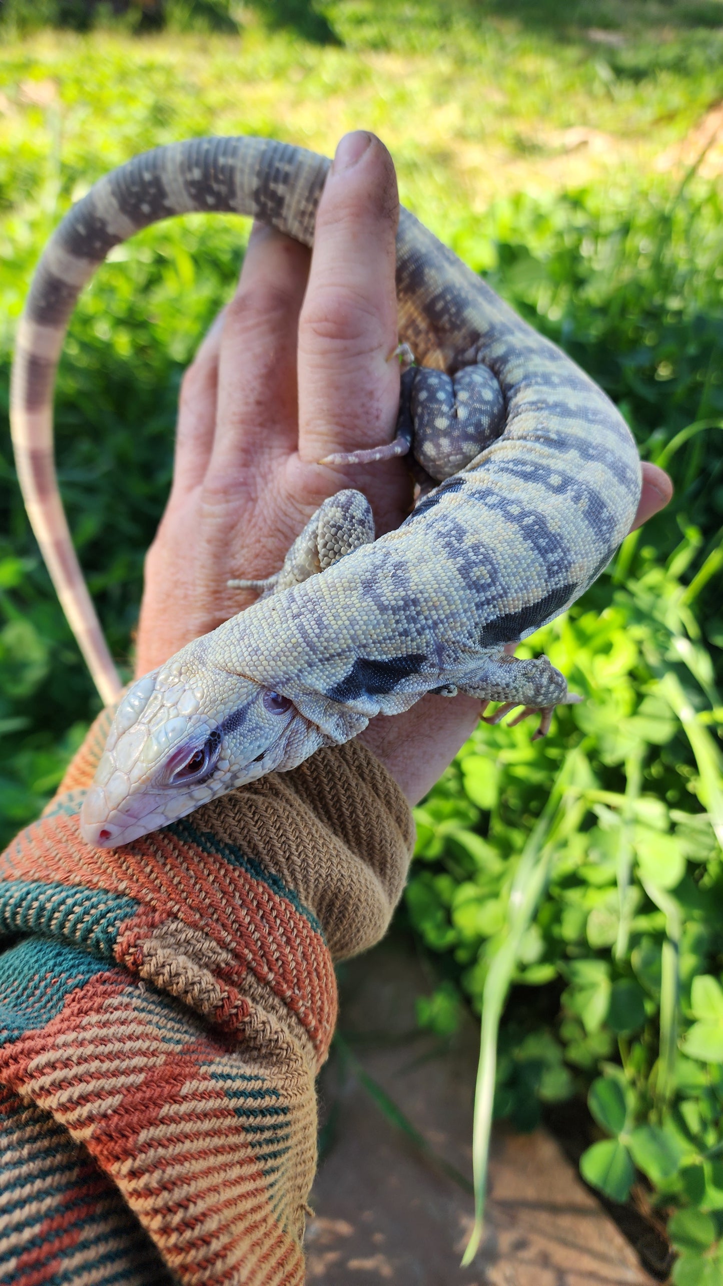 Male Blue Albino Tegu- Tsunami x Stormy