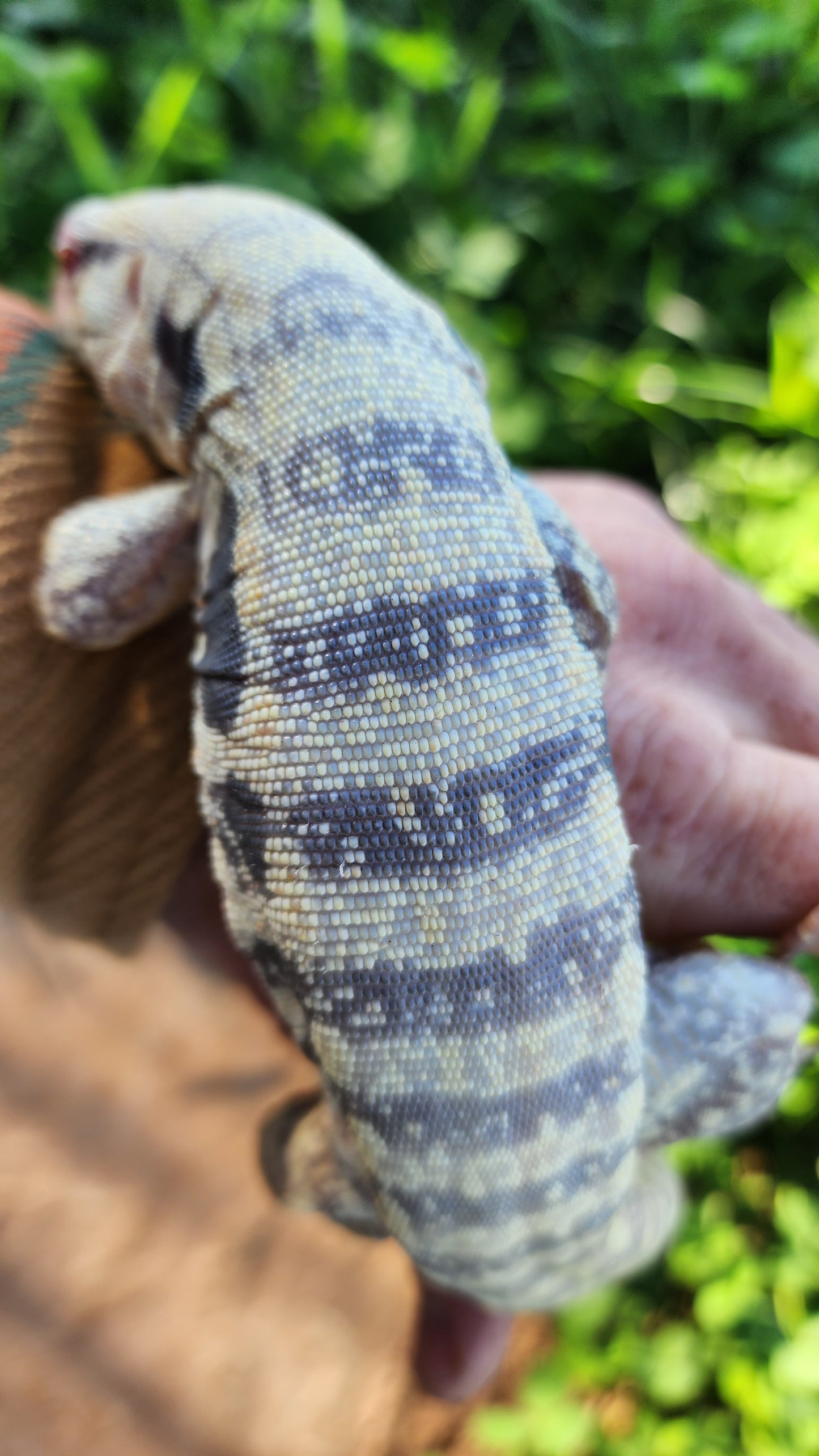 Male Blue Albino Tegu- Tsunami x Stormy