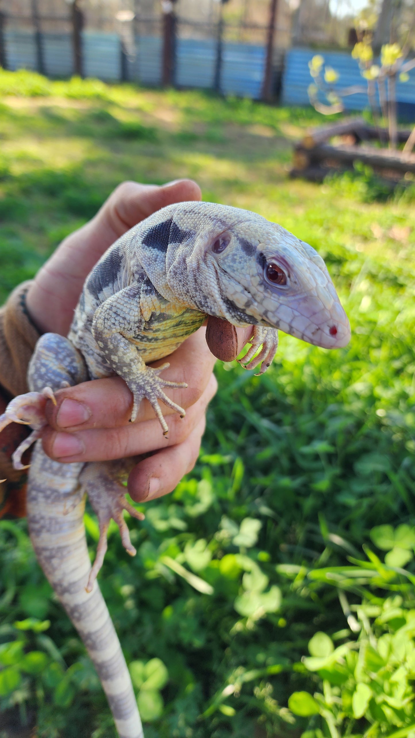 Male Blue Albino Tegu- Tsunami x Stormy