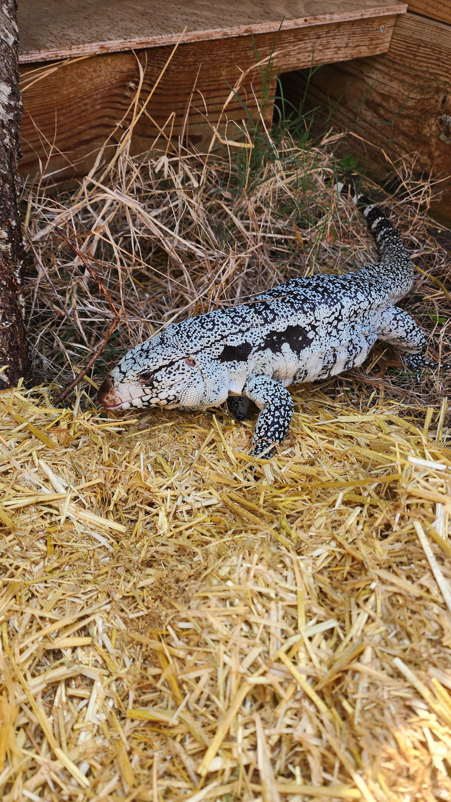 Male Blue Tegu - Journey x Sansa