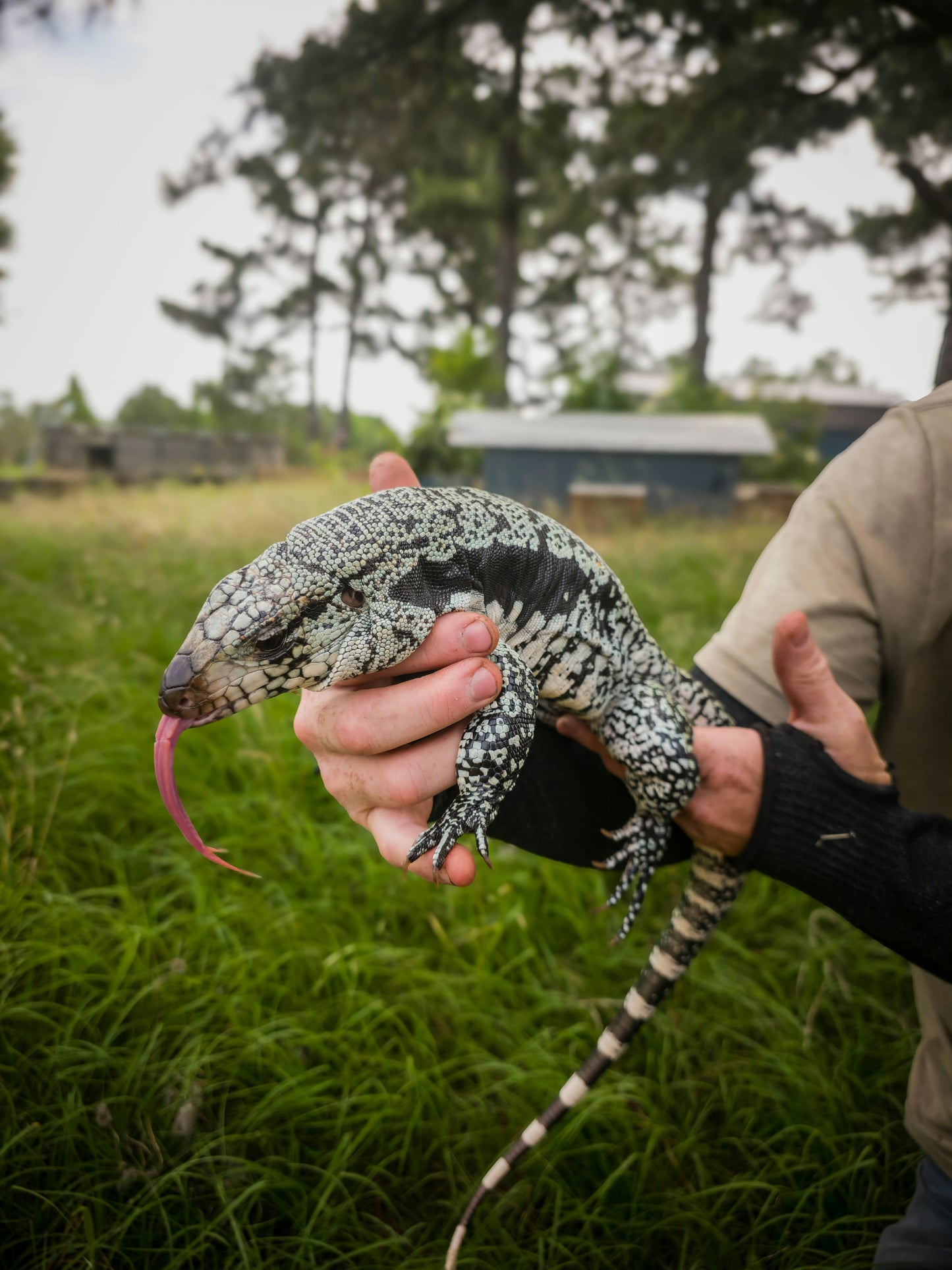 Male Blue Tegu - Bandit x Wendy