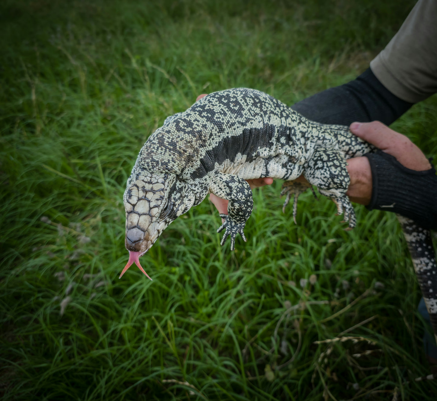 Blue Tegu- Drax x Jasmine