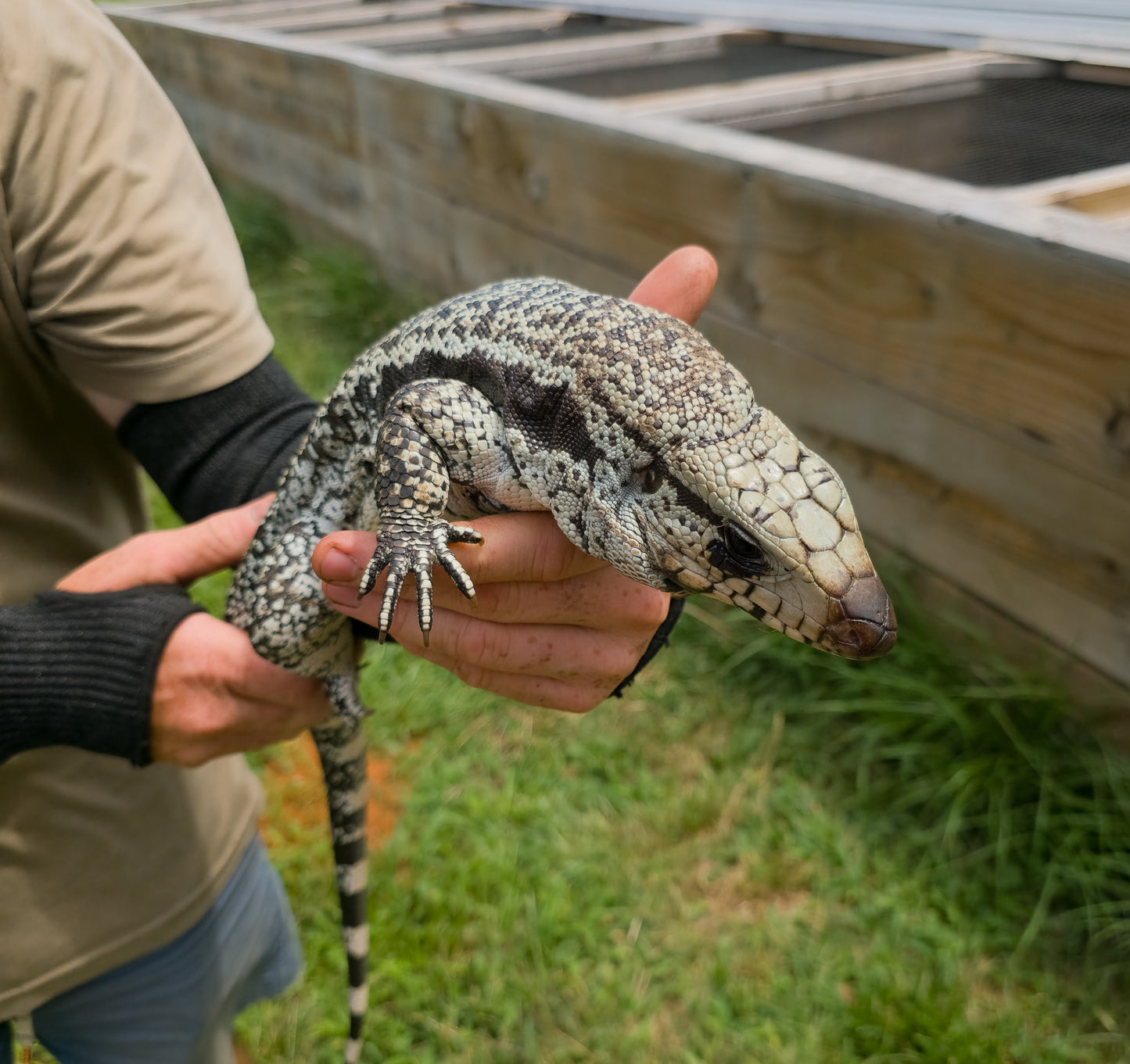 Female Blue Albino Tegu- Azurite x Triana