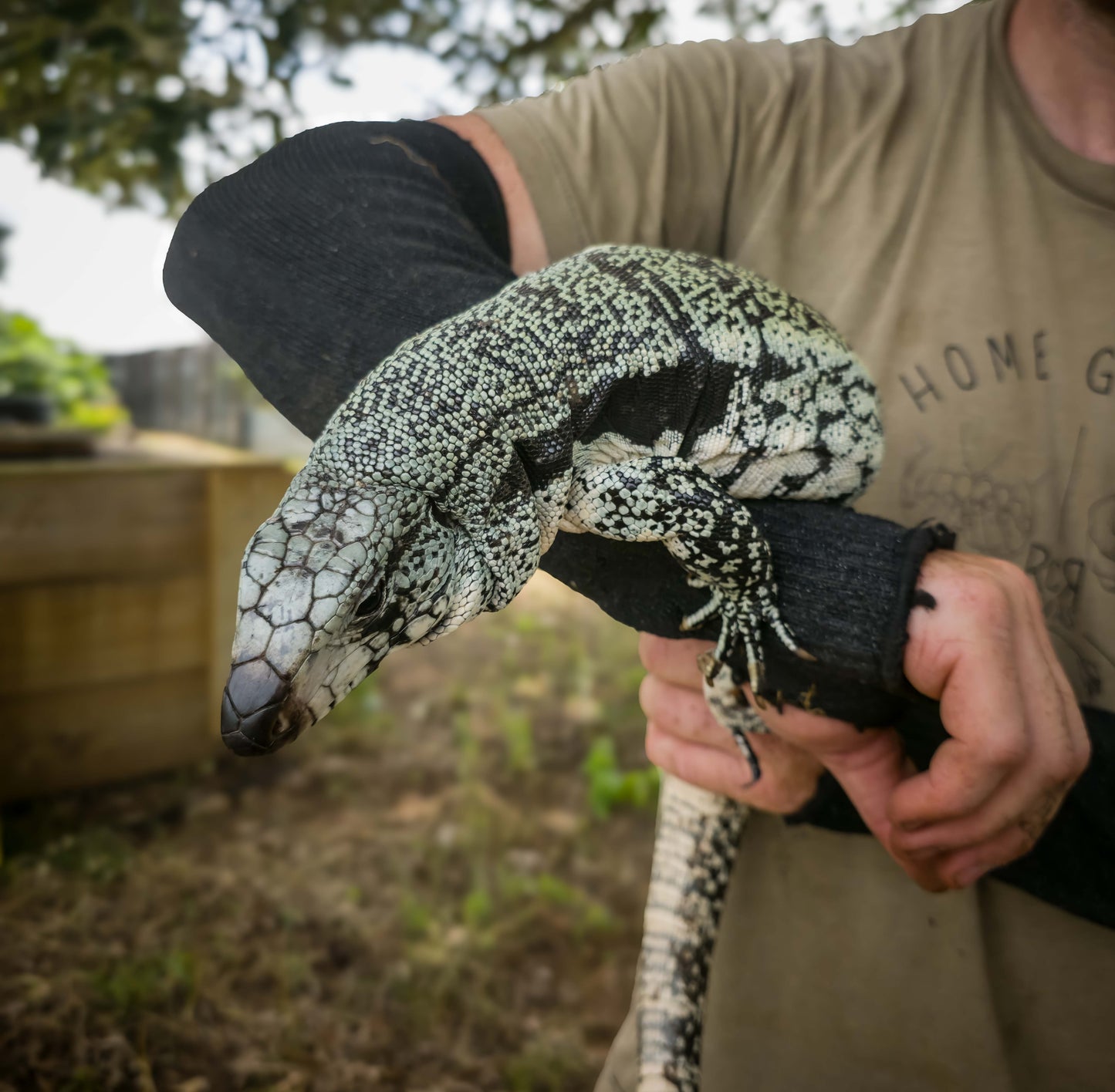 Blue Tegu - Stripes X Trixie