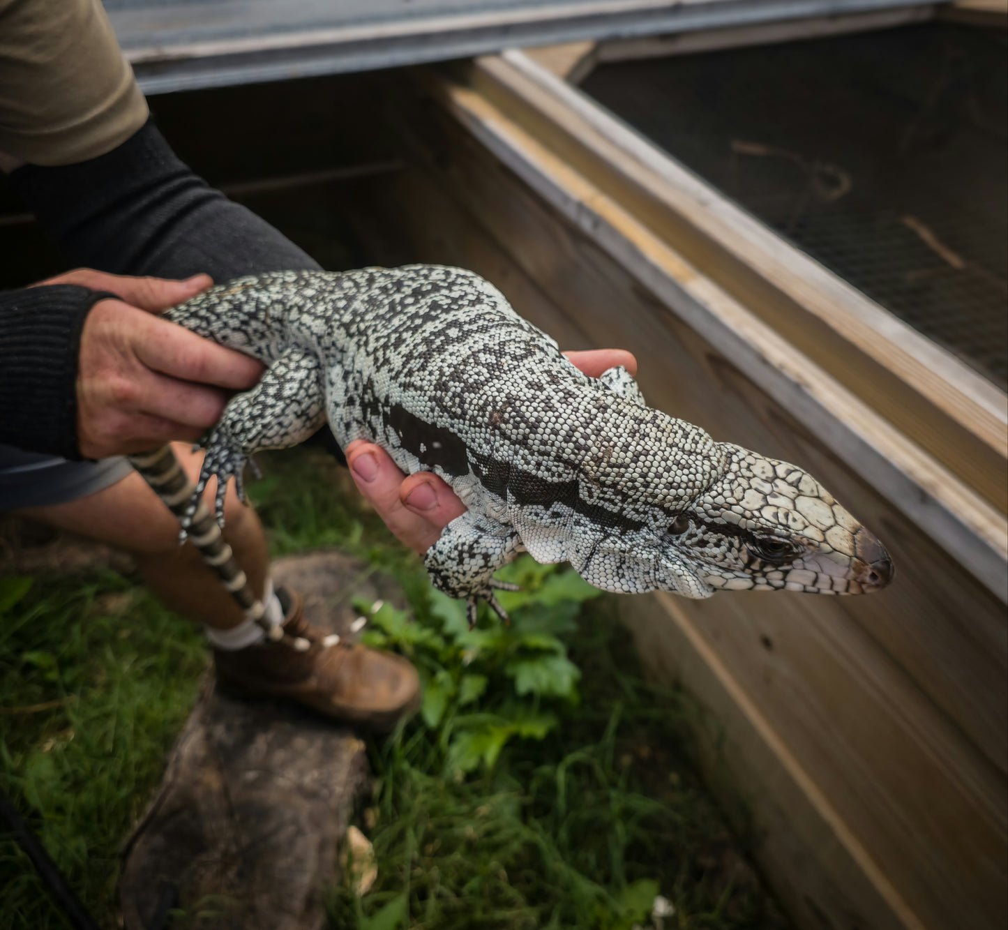 Male Blue Tegu - Journey x Sansa
