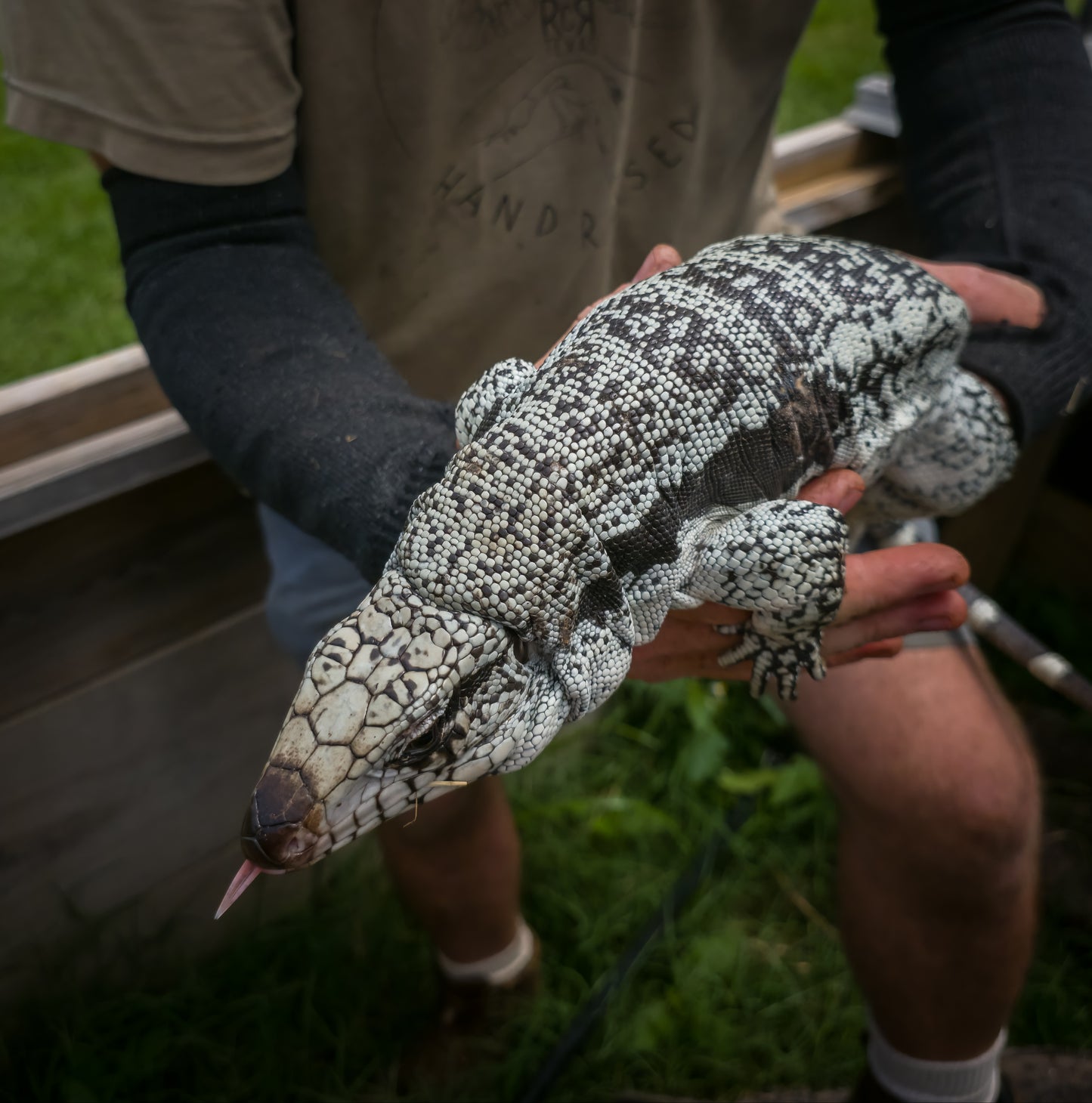 Male Blue Tegu - Journey x Sansa