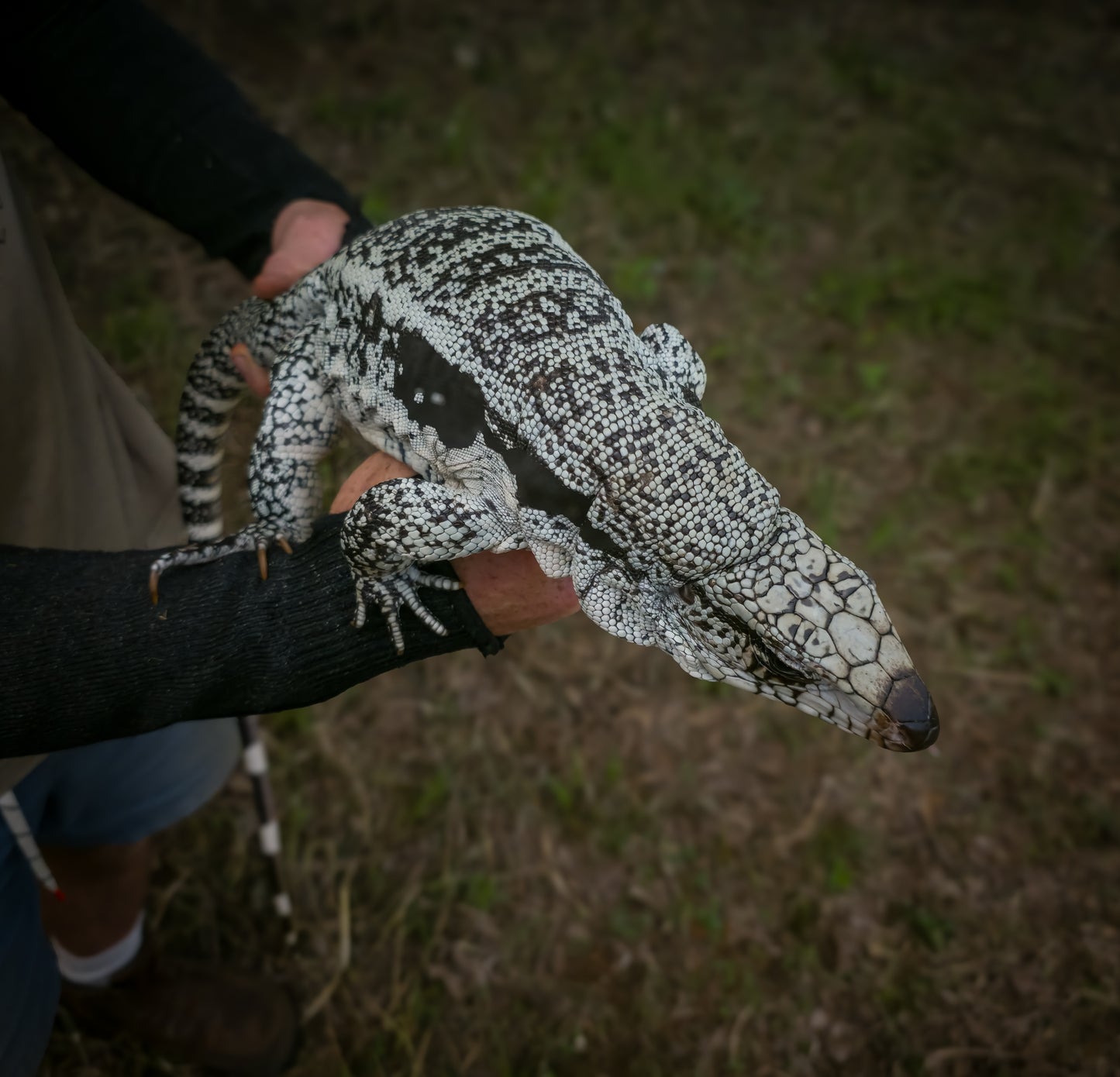 Male Blue Tegu - Journey x Sansa