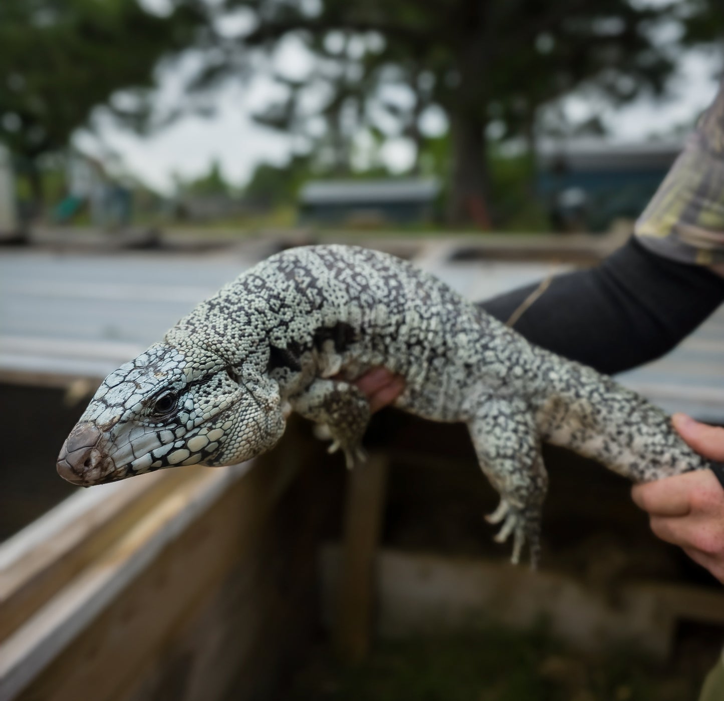 Male Blue Tegu - Journey x Sansa