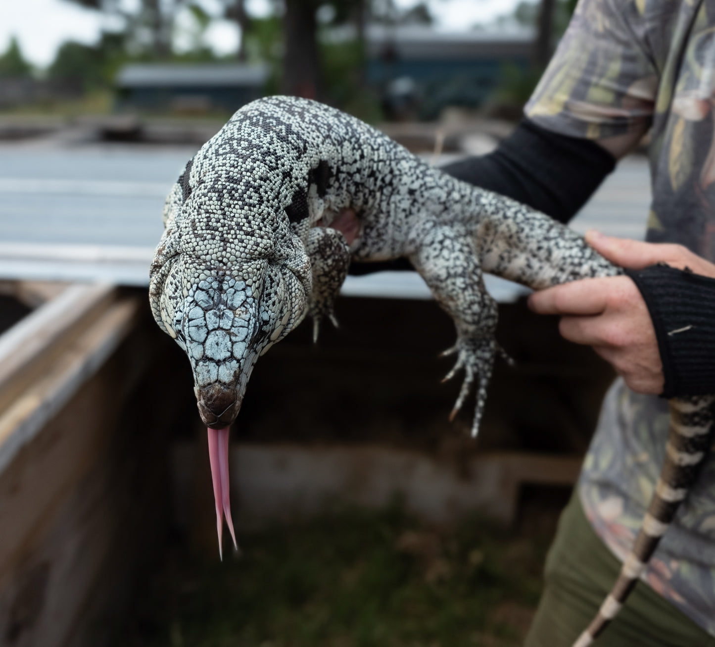 Male Blue Tegu - Journey x Sansa