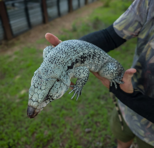 Blue Tegu 100% Het Albino- JJ x Pearl