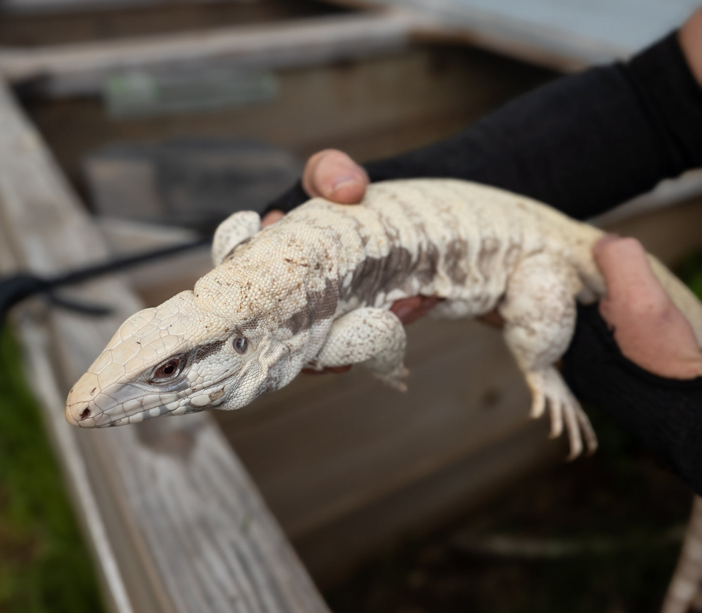 Male Blue Tegu 100% Het Albino- Tsunami x Luna