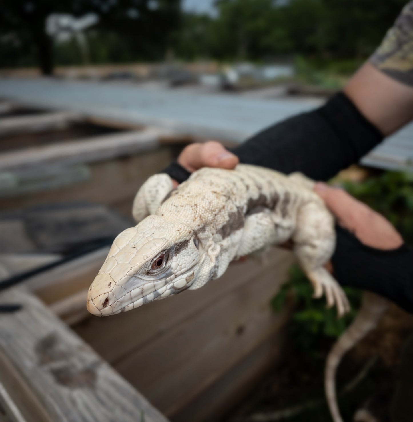 Male Blue Tegu 100% Het Albino- Tsunami x Luna