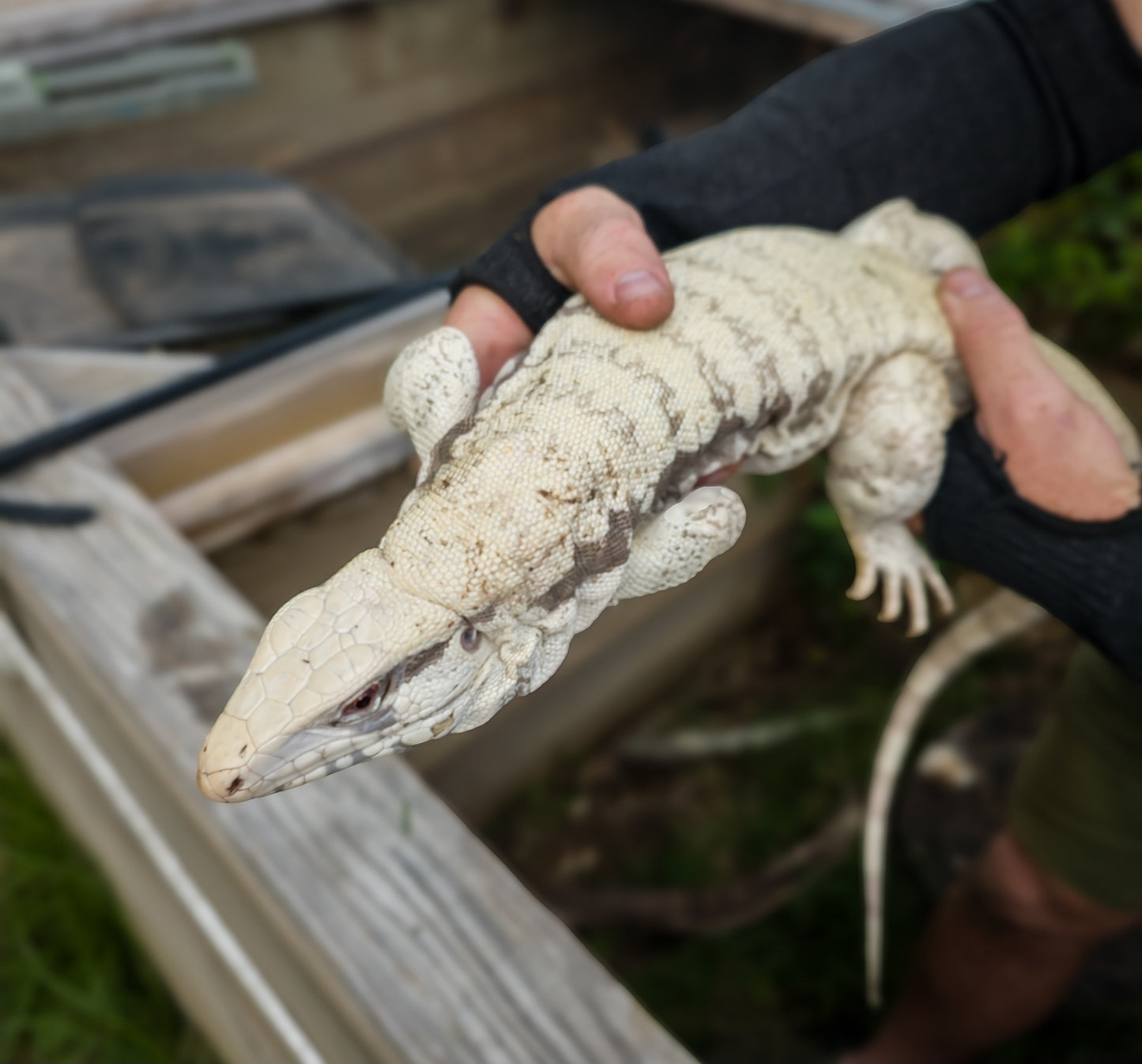 Blue Tegu Visual Albino- Tsunami x Luna