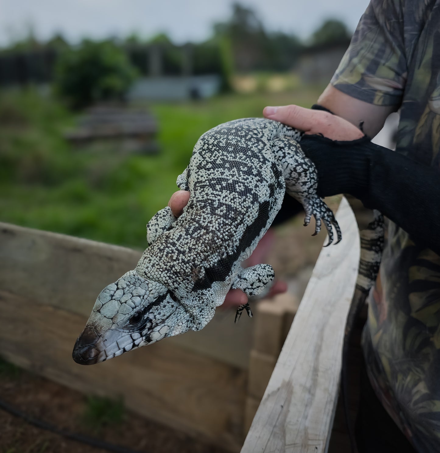 Blue Tegu- Drax x Sisu