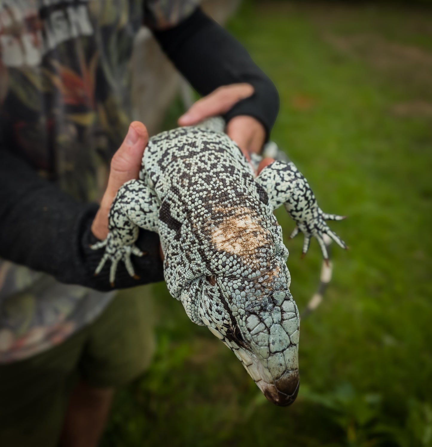 Deposit Blue Tegu 66% Het Albino- JJ x Tiffany