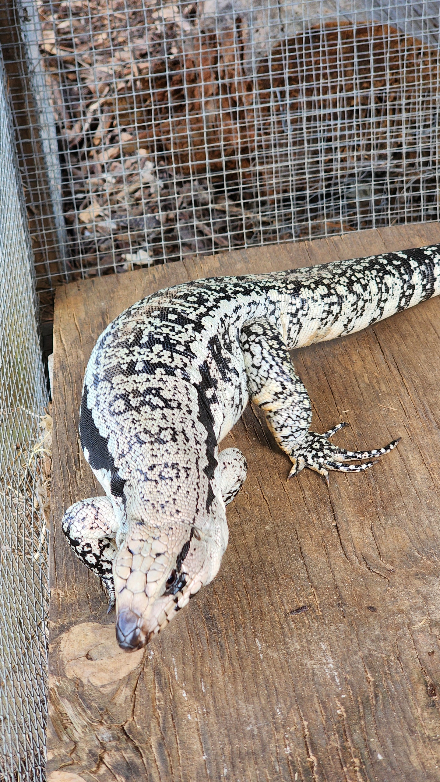 Blue Female Tegu