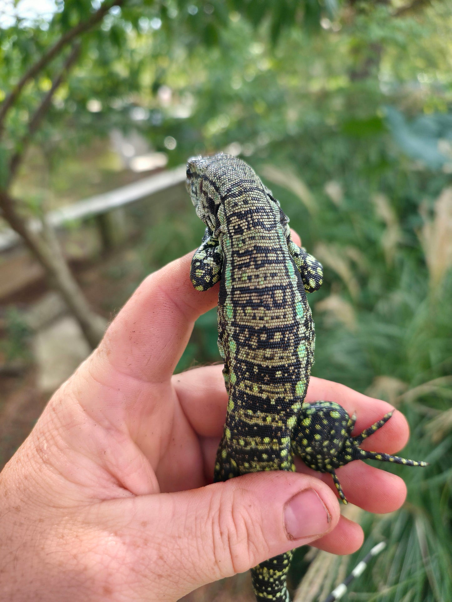 Female Blue Tegu - Journey x Sansa