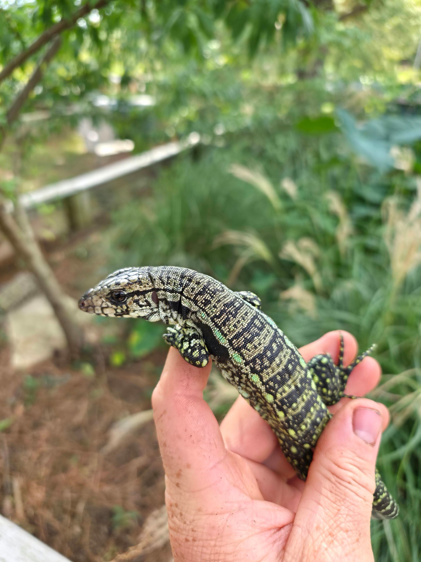 Female Blue Tegu - Journey x Sansa