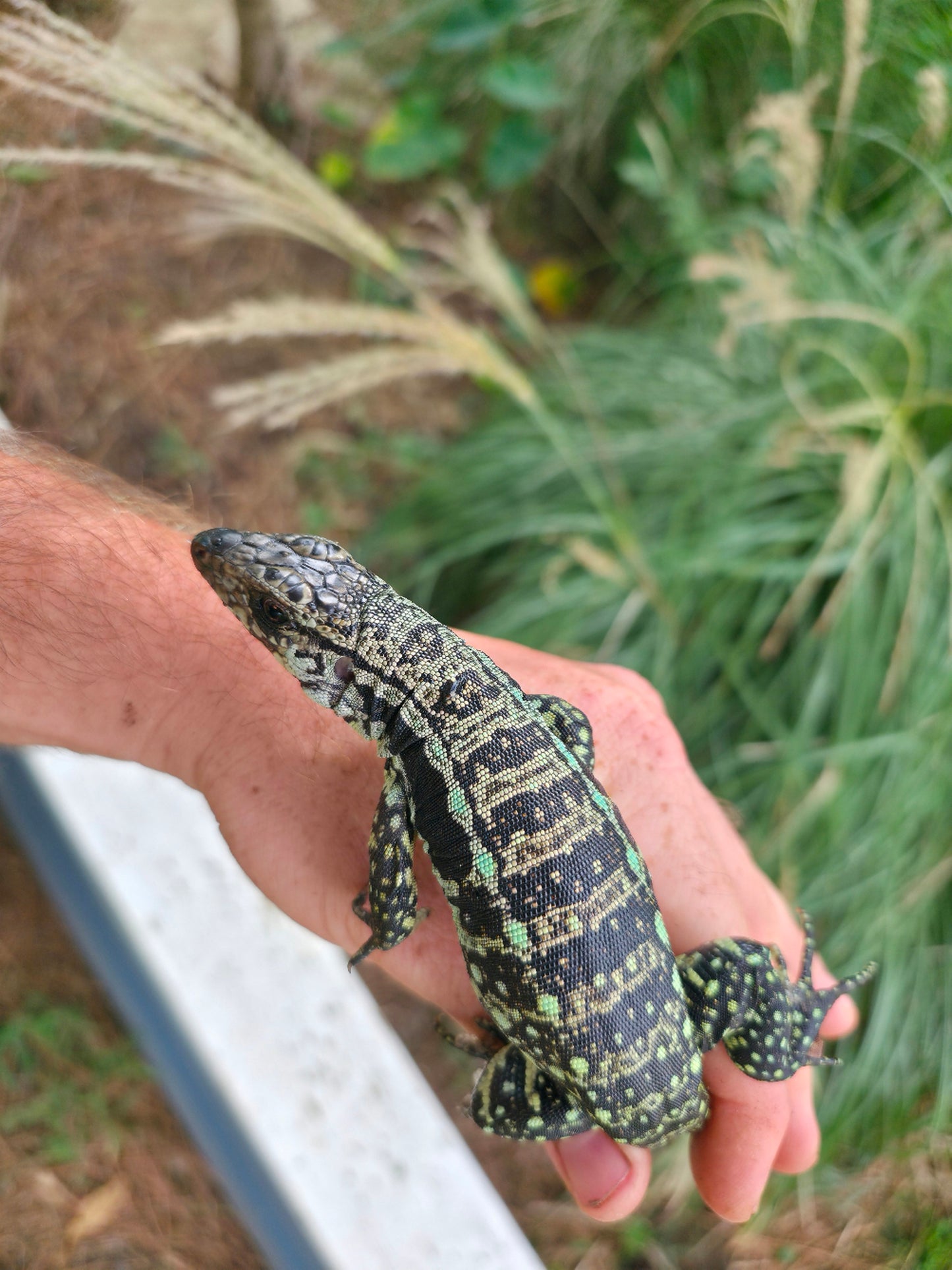 Male Blue Tegu - Journey x Sansa