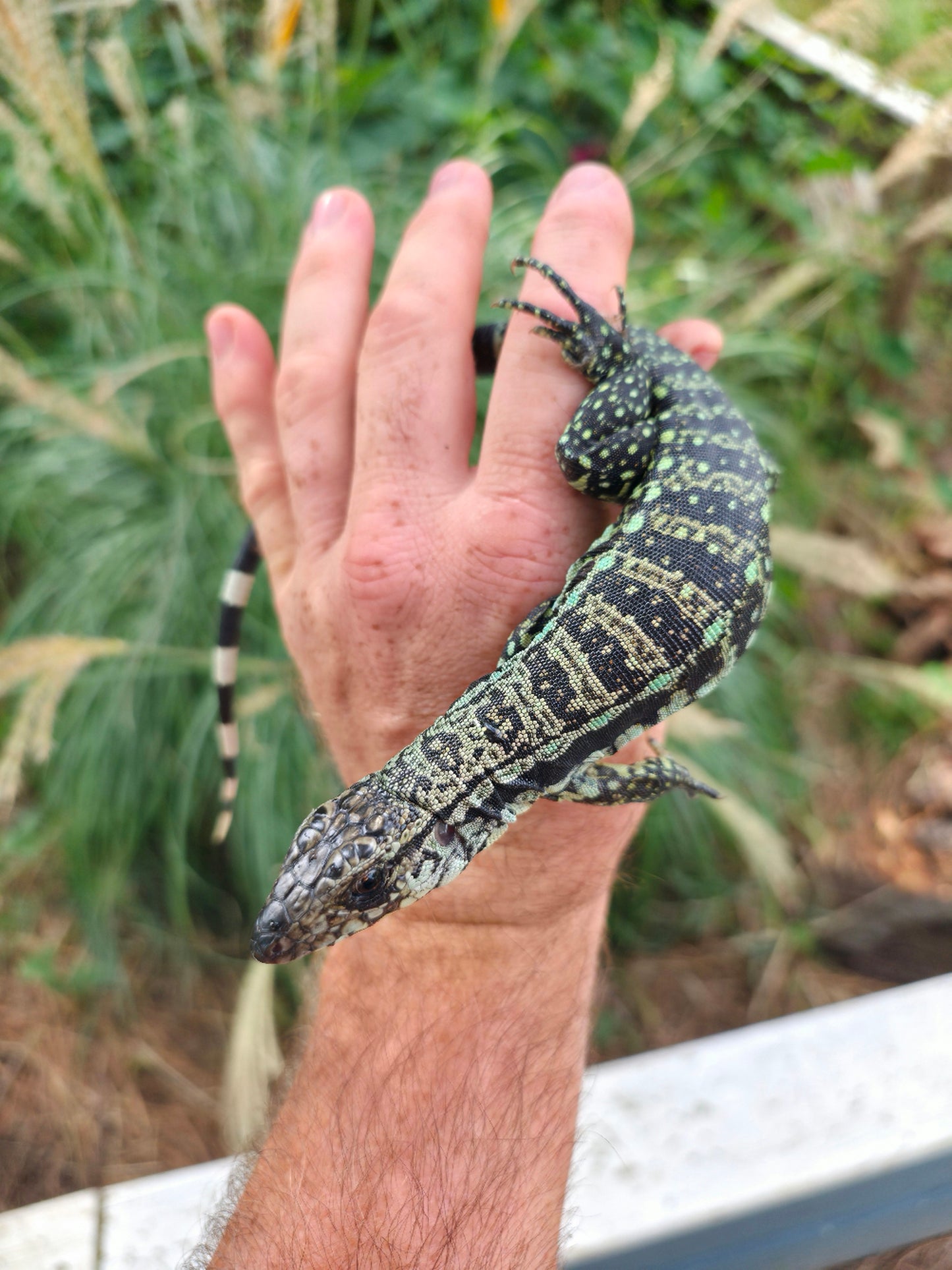 Male Blue Tegu - Journey x Sansa