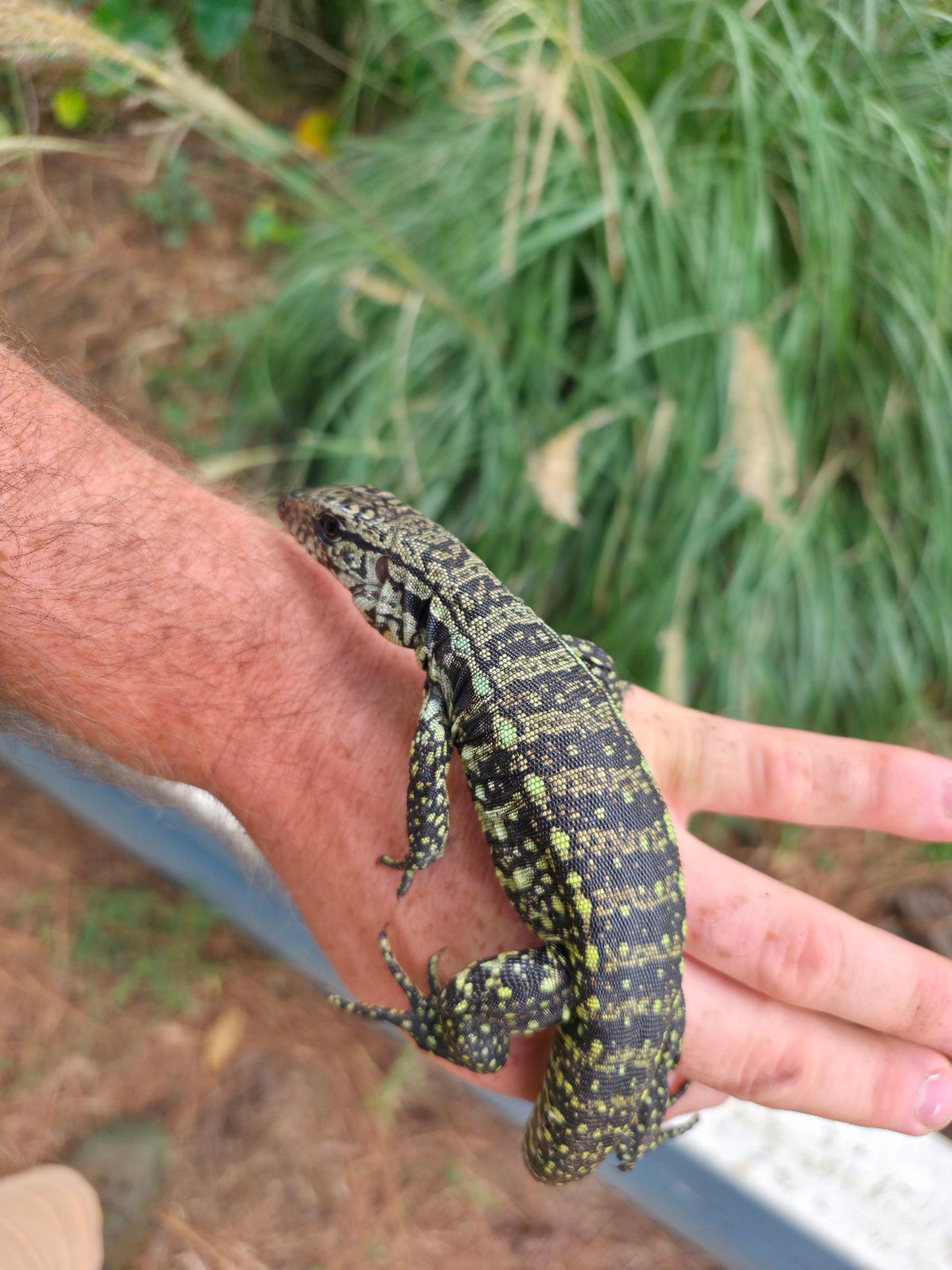 Male Blue Tegu - Journey x Sansa