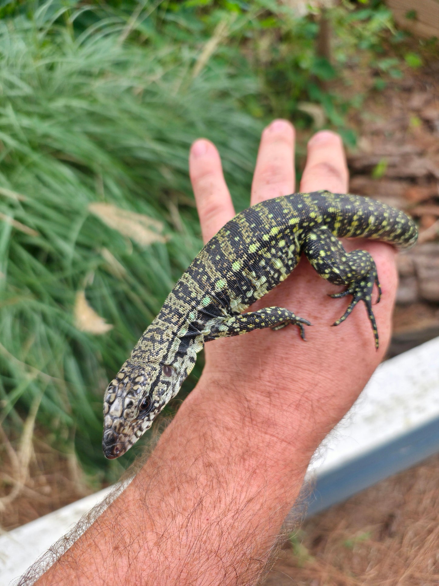 Male Blue Tegu - Journey x Sansa