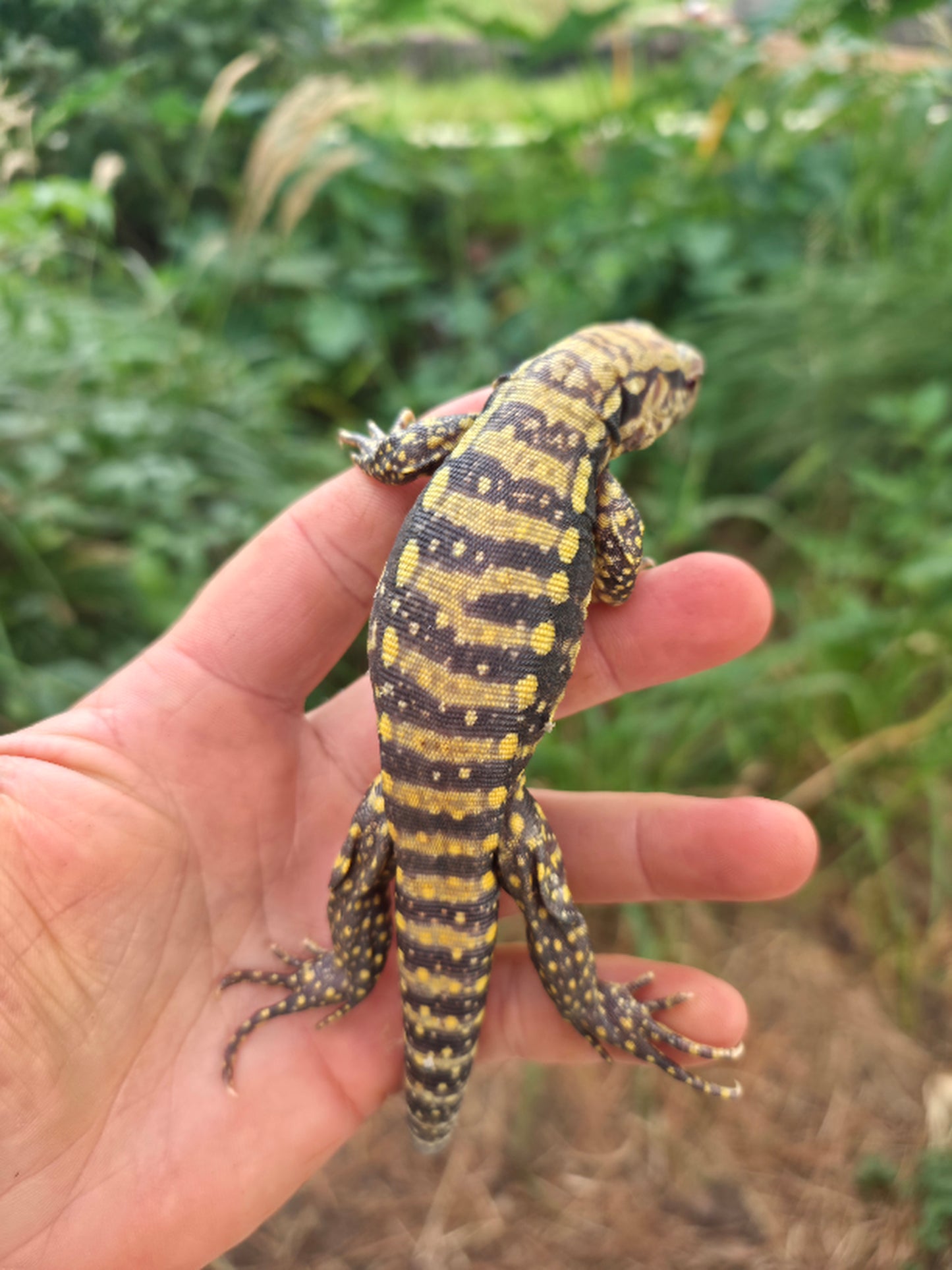 Male Blue Albino Tegu- Tsunami x Luna