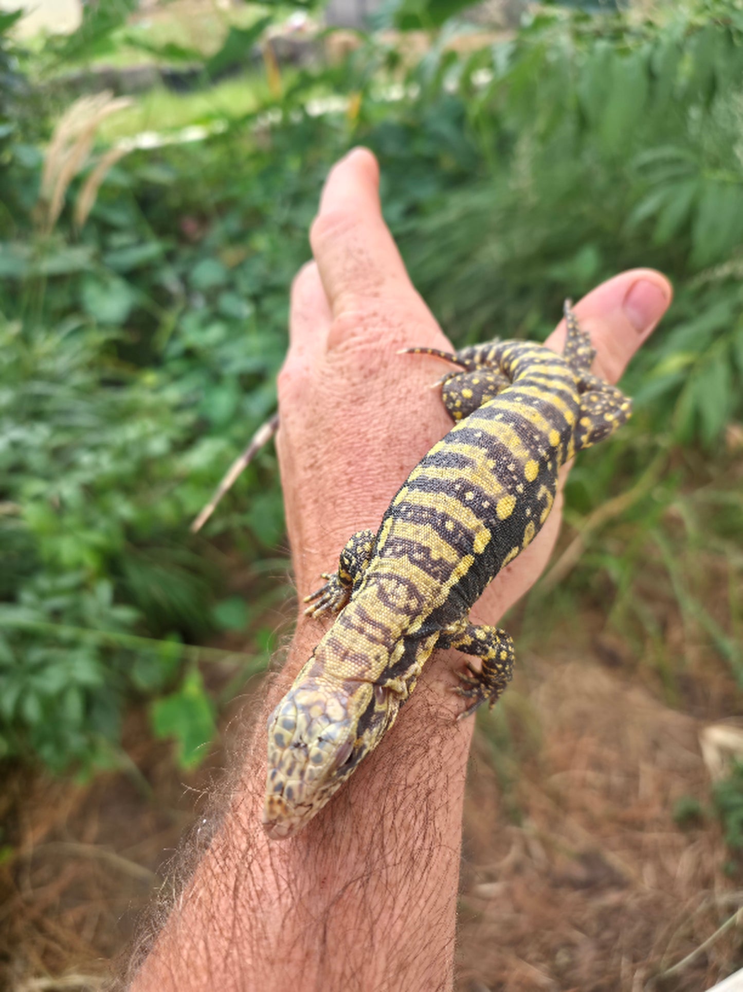 Male Blue Albino Tegu- Tsunami x Luna