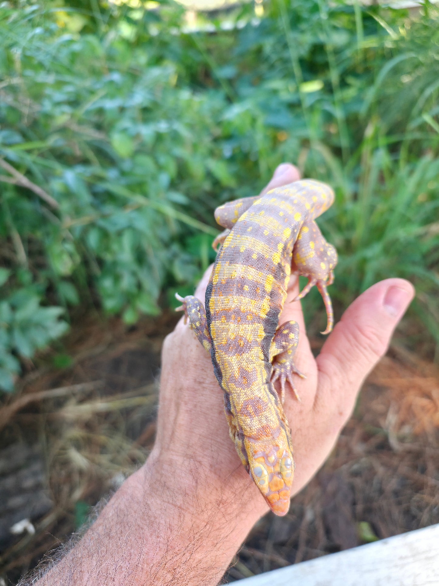 Male Blue Albino Tegu- Azurite x Triana