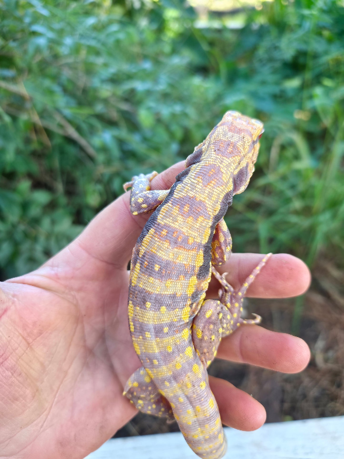Male Blue Albino Tegu- Azurite x Triana