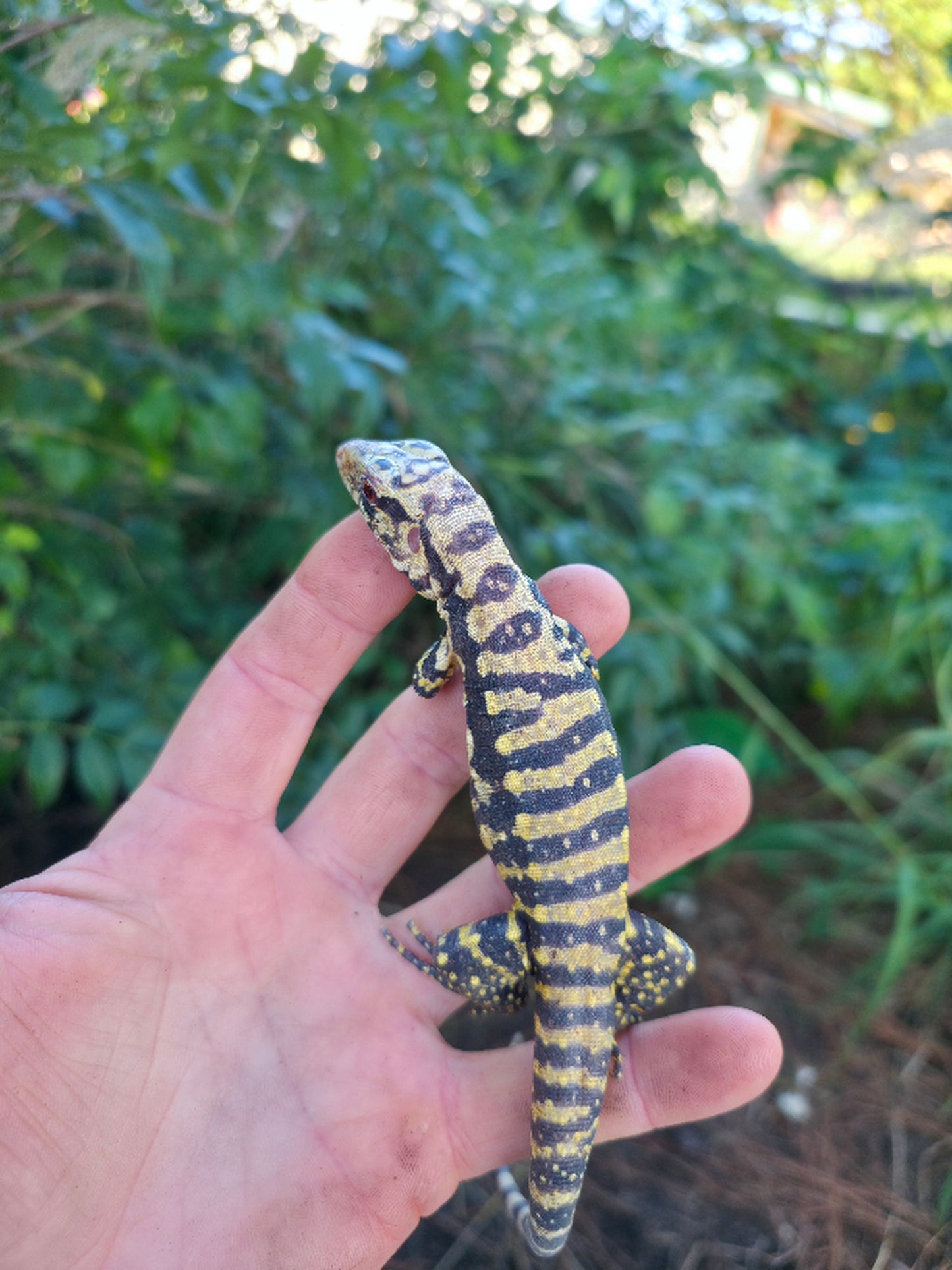 Male Blue Albino Tegu- Tsunami x Luna