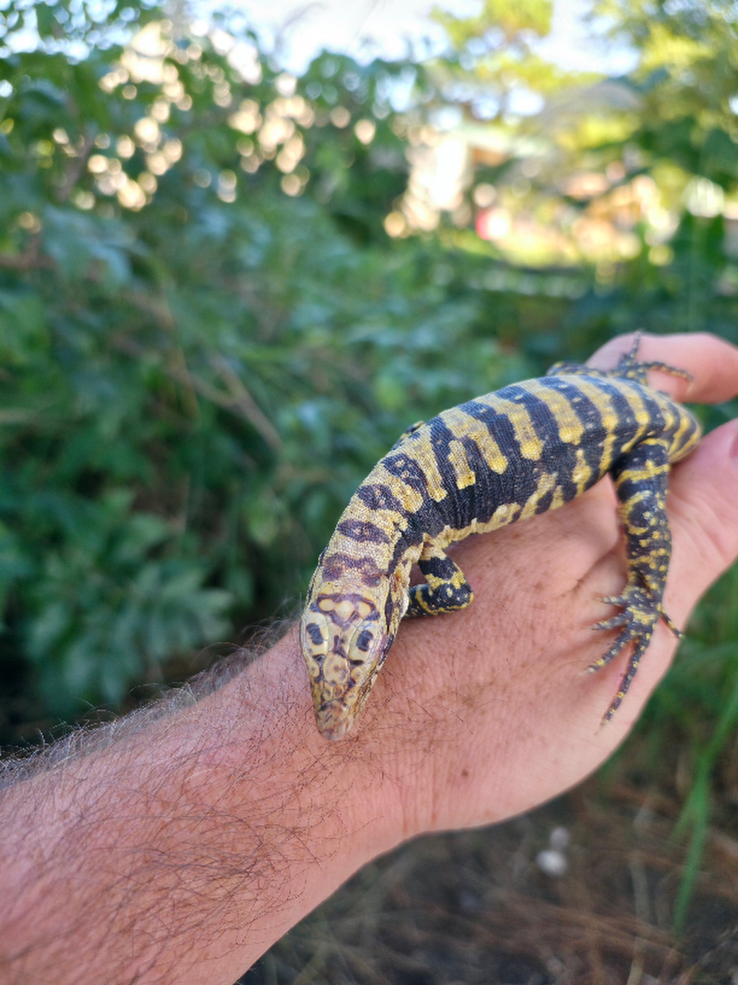 Male Blue Albino Tegu- Tsunami x Luna