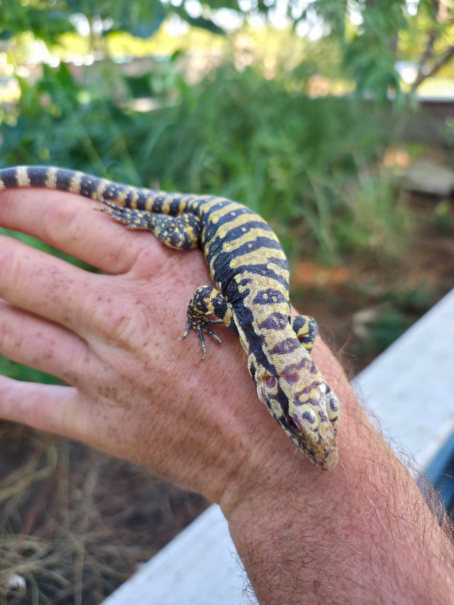 Male Blue Albino Tegu- Tsunami x Luna