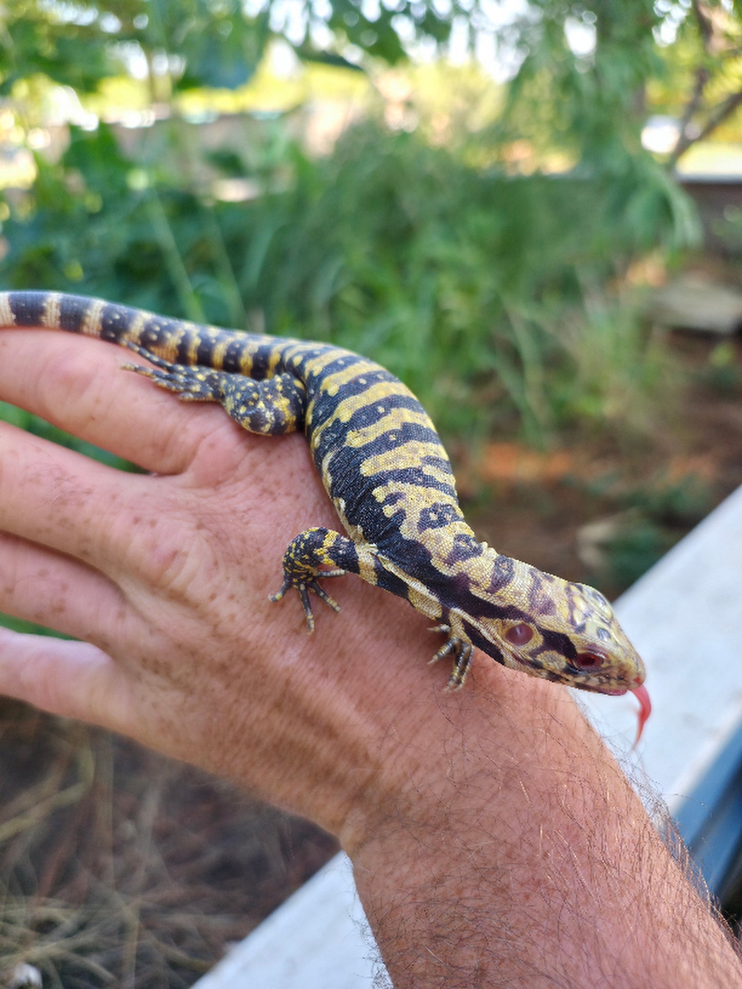 Male Blue Albino Tegu- Tsunami x Luna