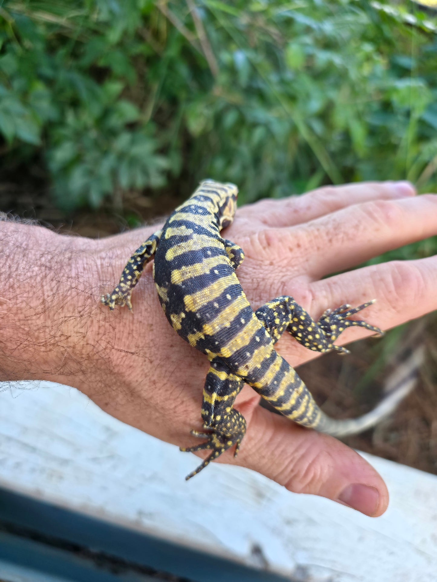 Male Blue Albino Tegu- Tsunami x Luna