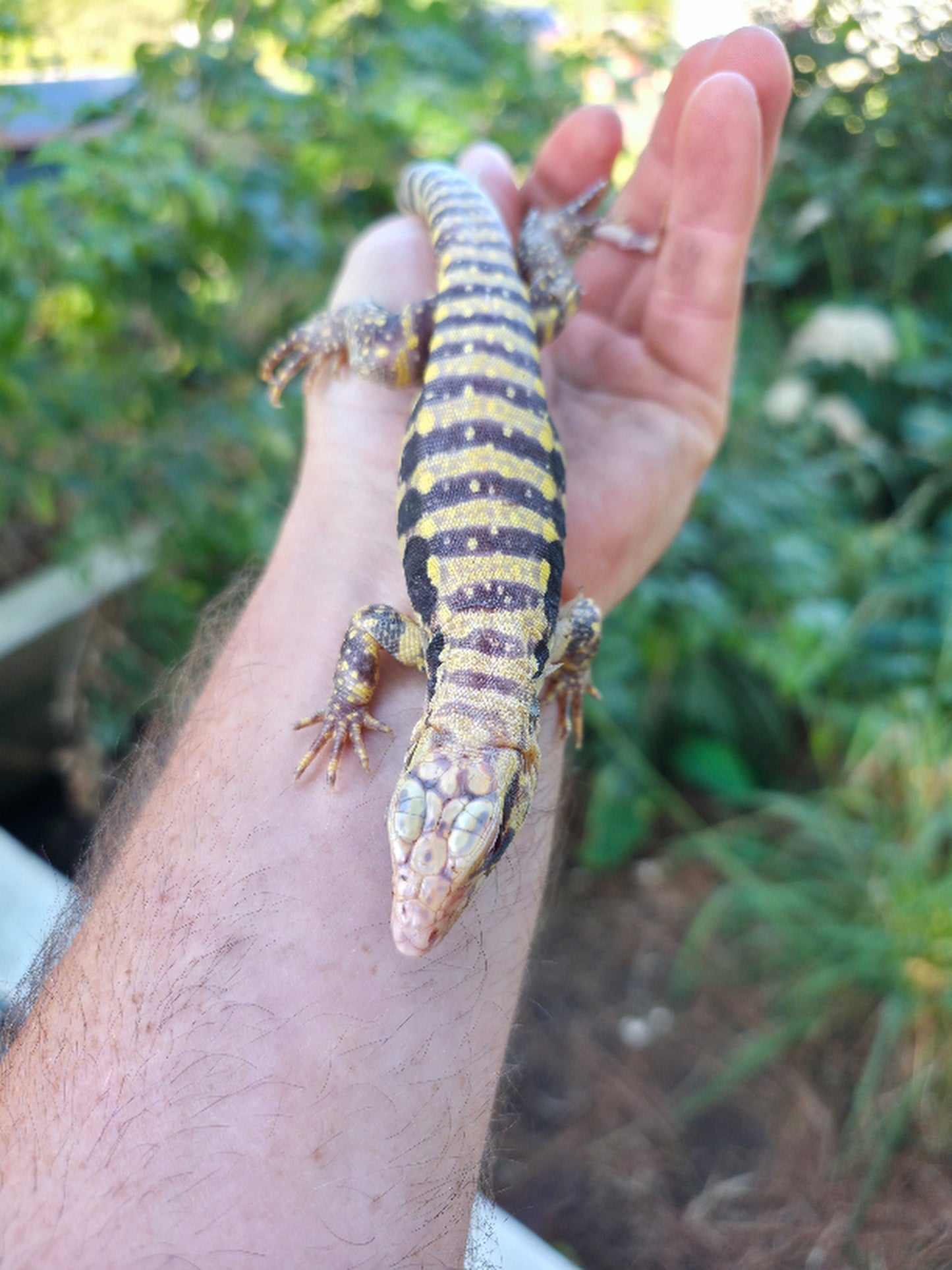 Female Blue Albino Tegu- Tsunami x Luna