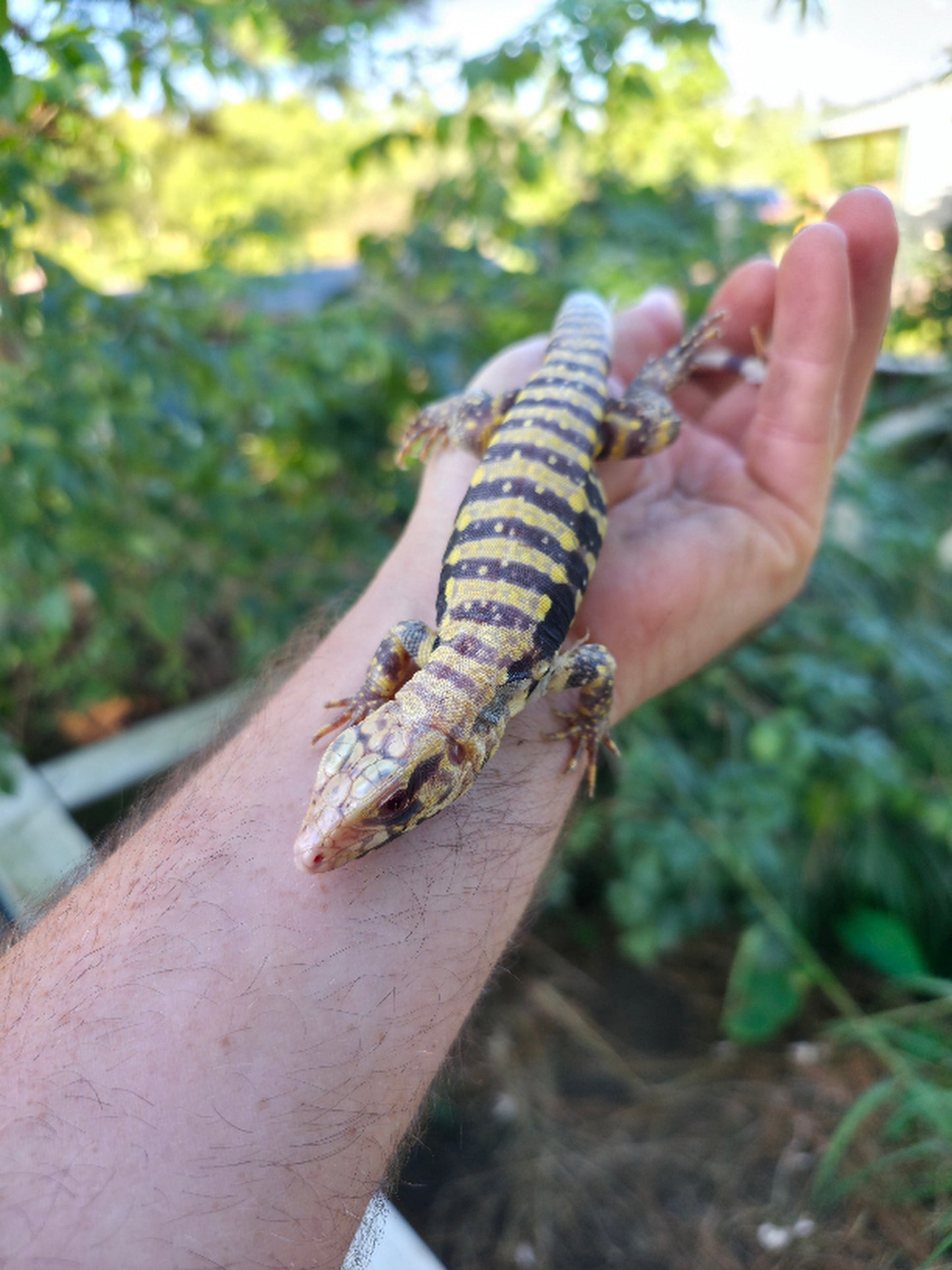 Female Blue Albino Tegu- Tsunami x Luna