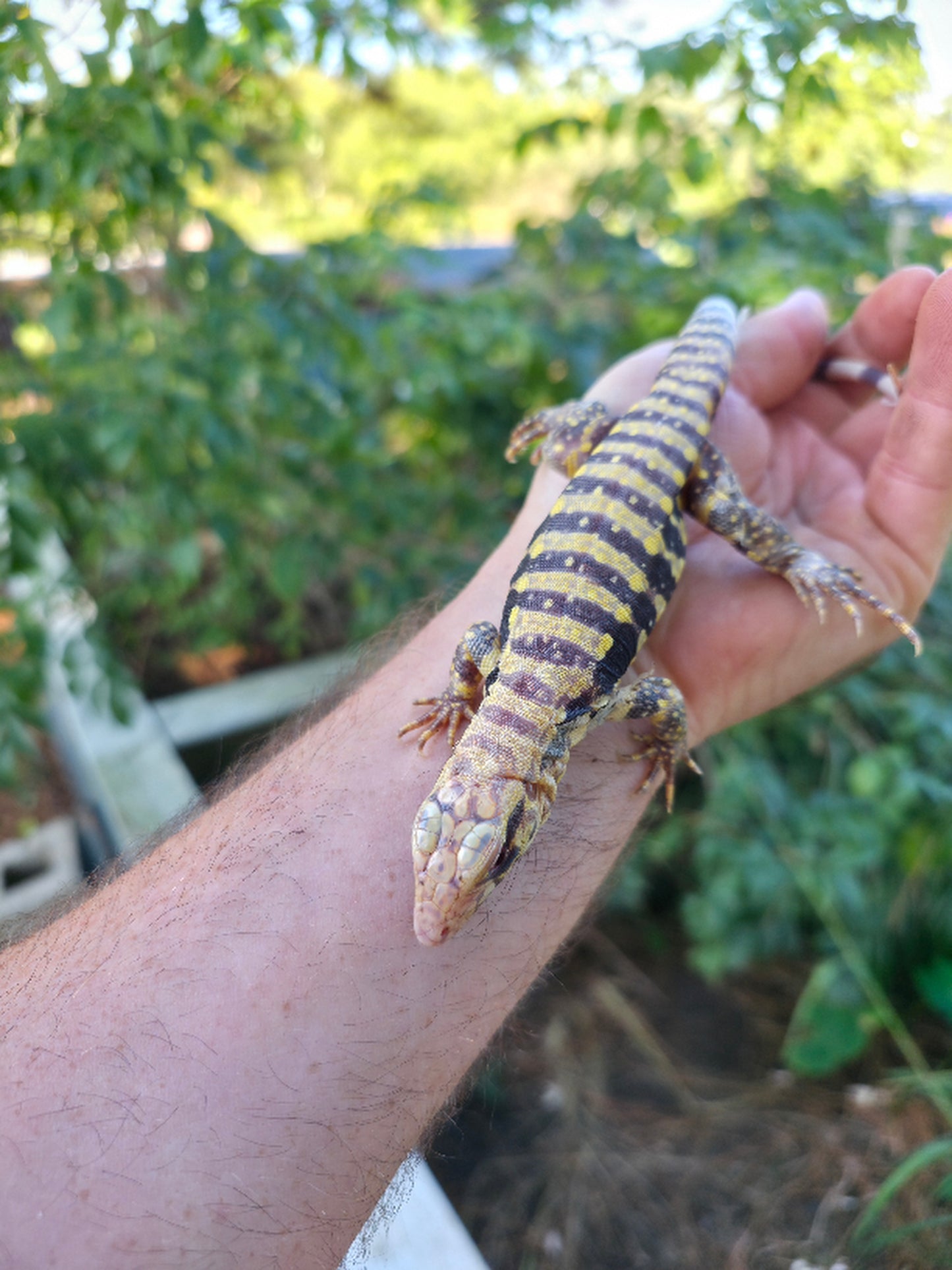 Female Blue Albino Tegu- Tsunami x Luna