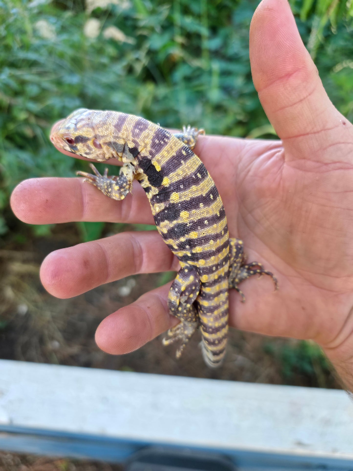 Female Blue Albino Tegu- Tsunami x Luna