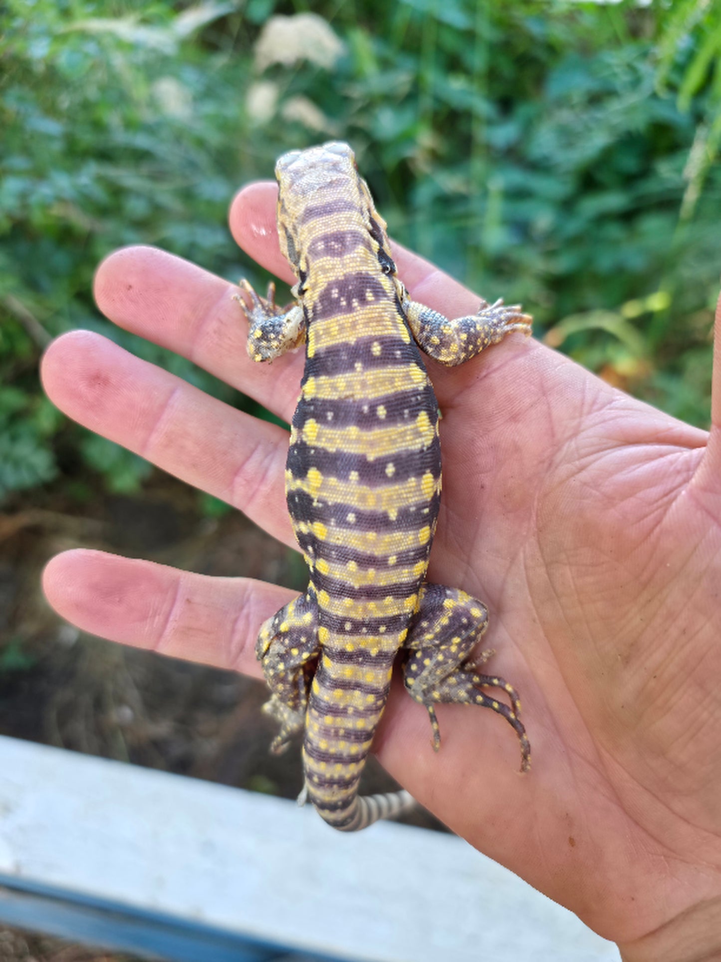 Female Blue Albino Tegu- Tsunami x Luna