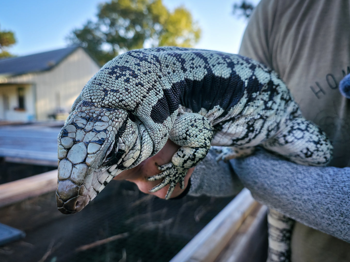 Adult Blue Female 2