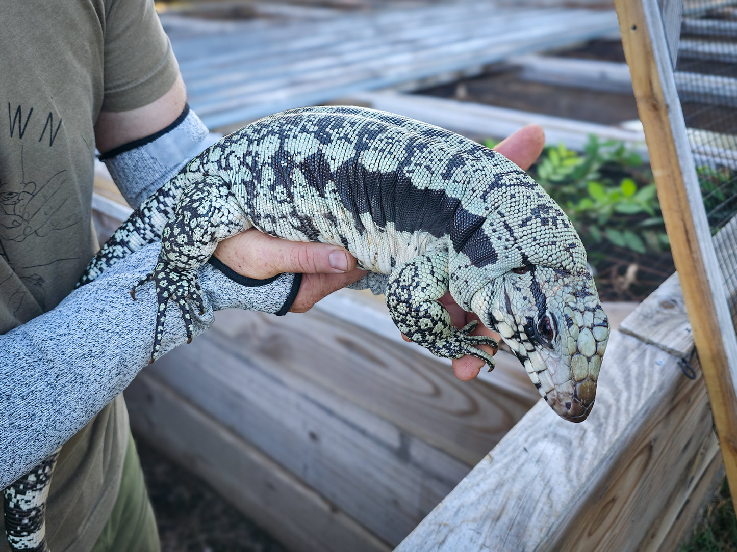Adult Blue Female 2