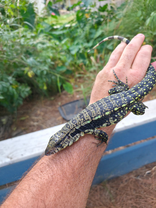 Male Blue Tegu- Legacy  X Stormy