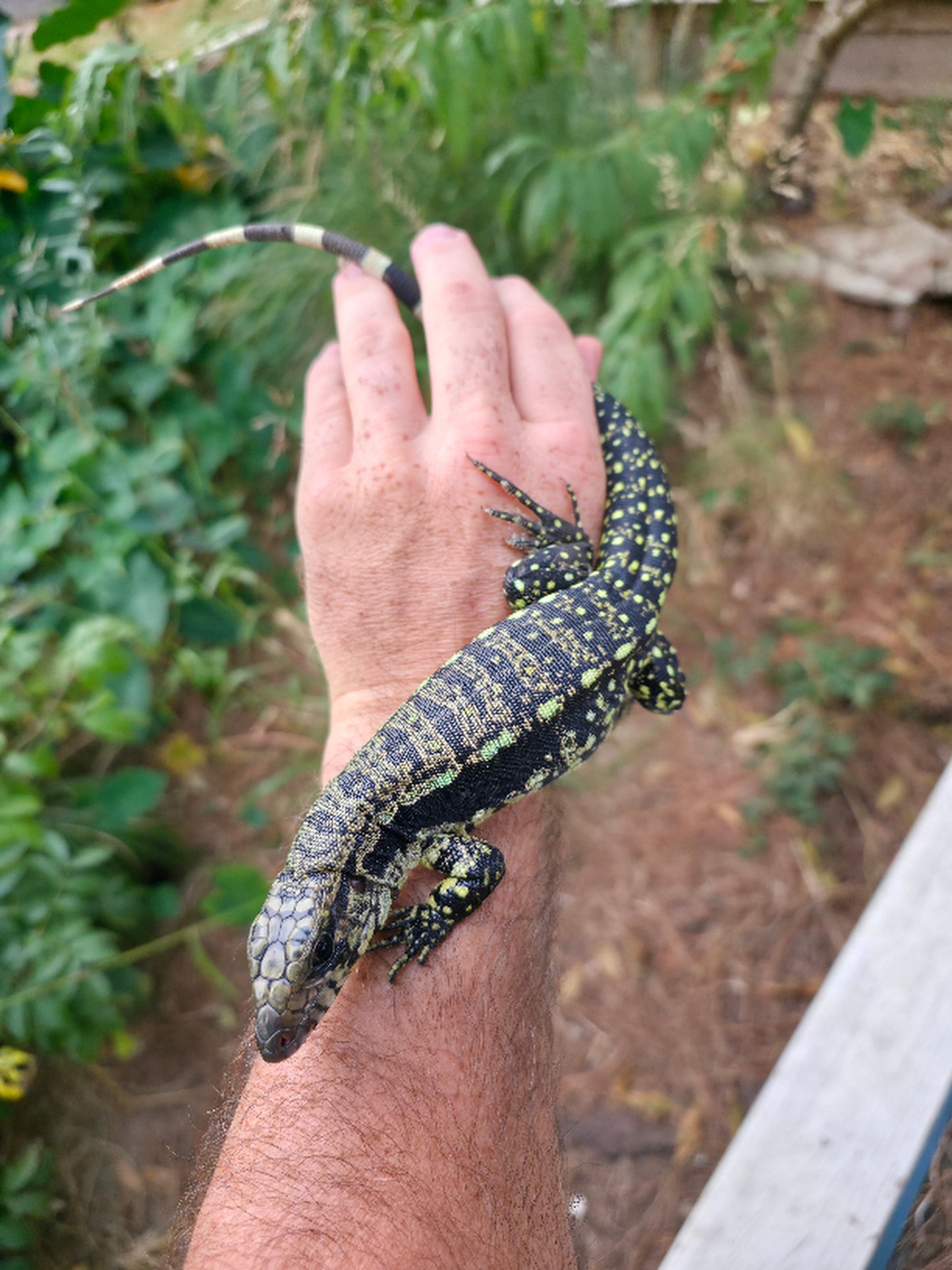 Male Blue Tegu- Legacy X Stormy
